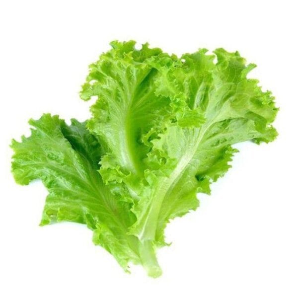 Salad Patta (Lettuce) سلاد پتہ